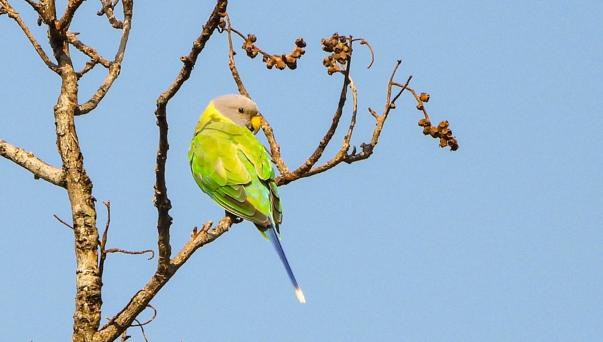 Plum-headed Parakeet - ML619133014
