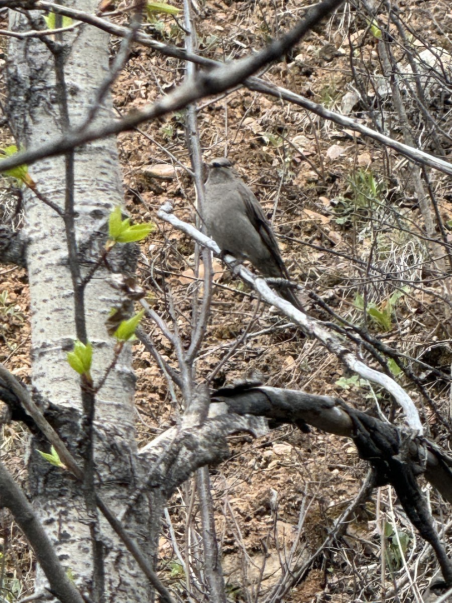 Townsend's Solitaire - ML619133017