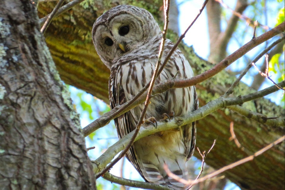 Barred Owl - ML619133035