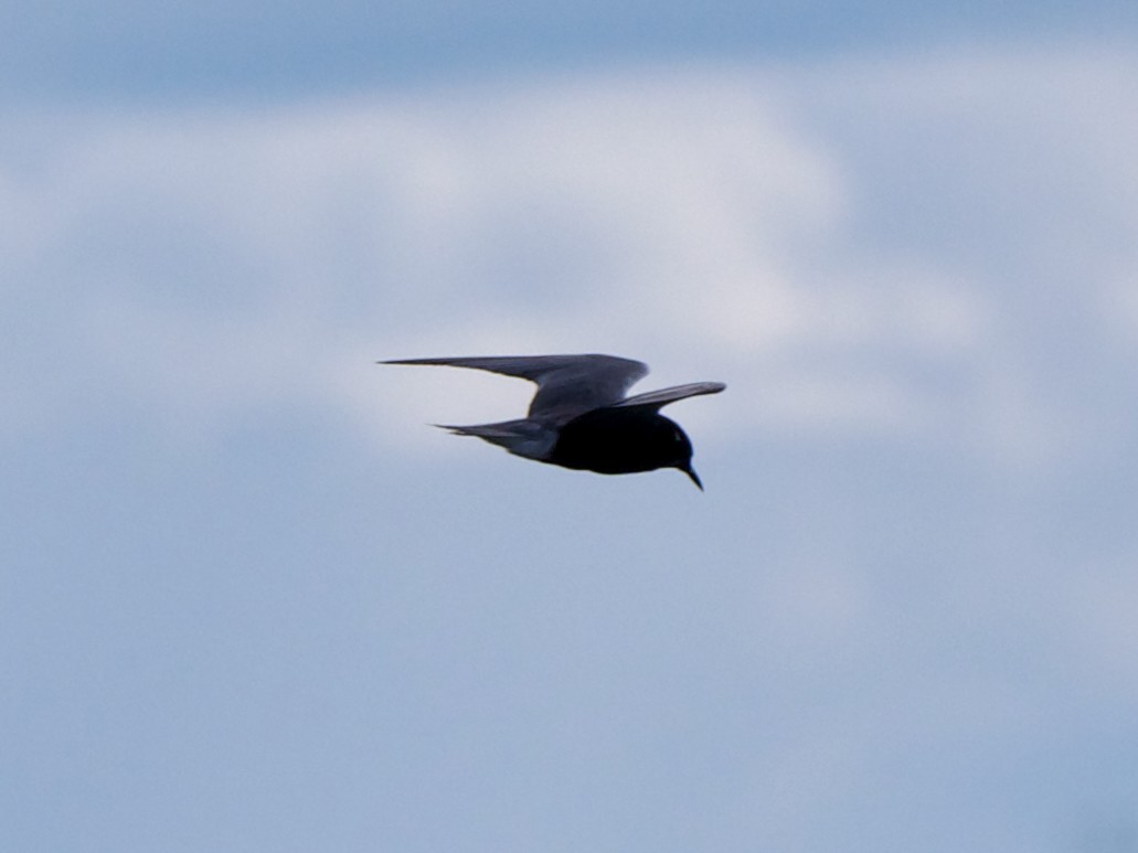 Black Tern - ML619133089