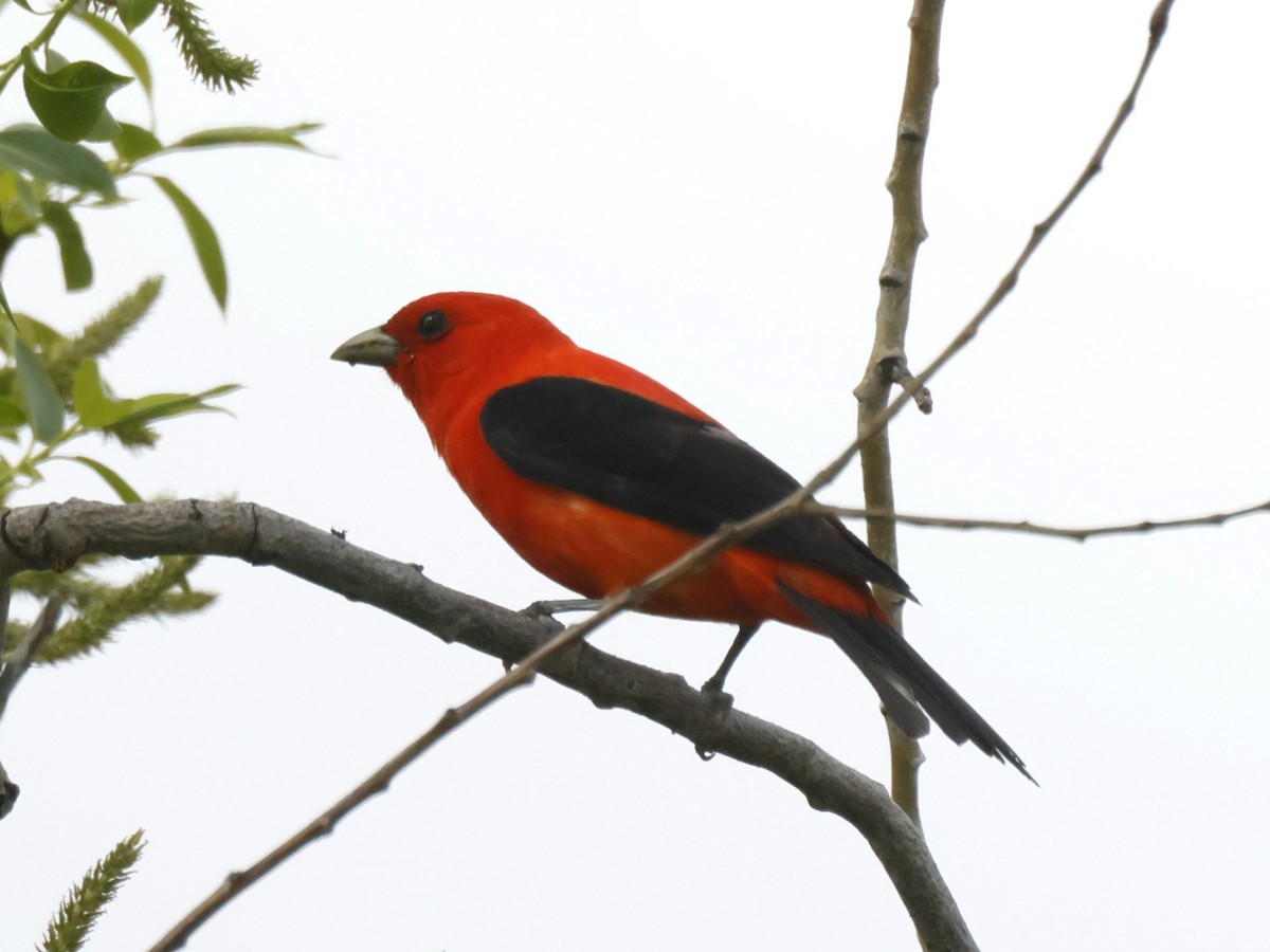 Scarlet Tanager - ML619133092