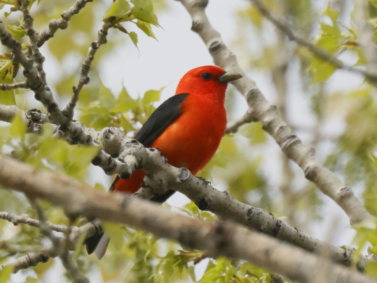 Scarlet Tanager - ML619133093