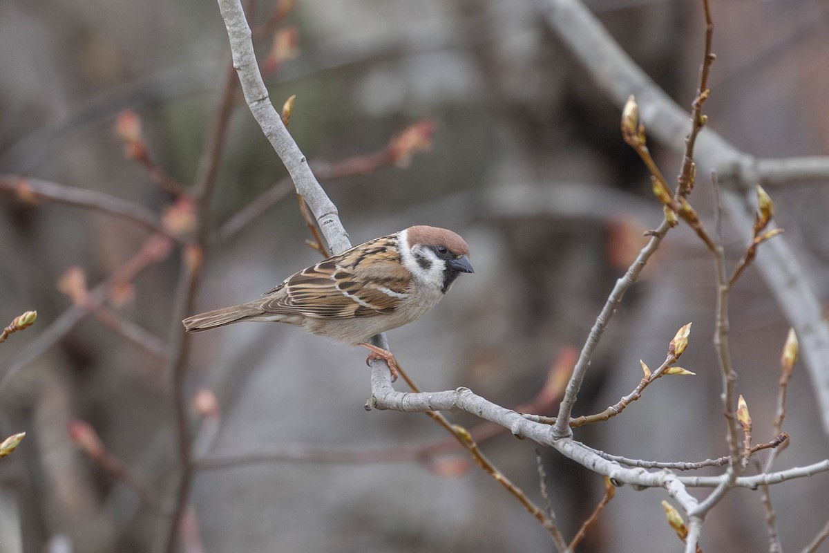 Eurasian Tree Sparrow - ML619133096