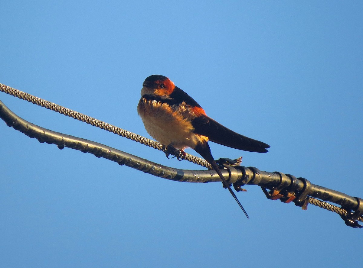 Red-rumped Swallow - ML619133100