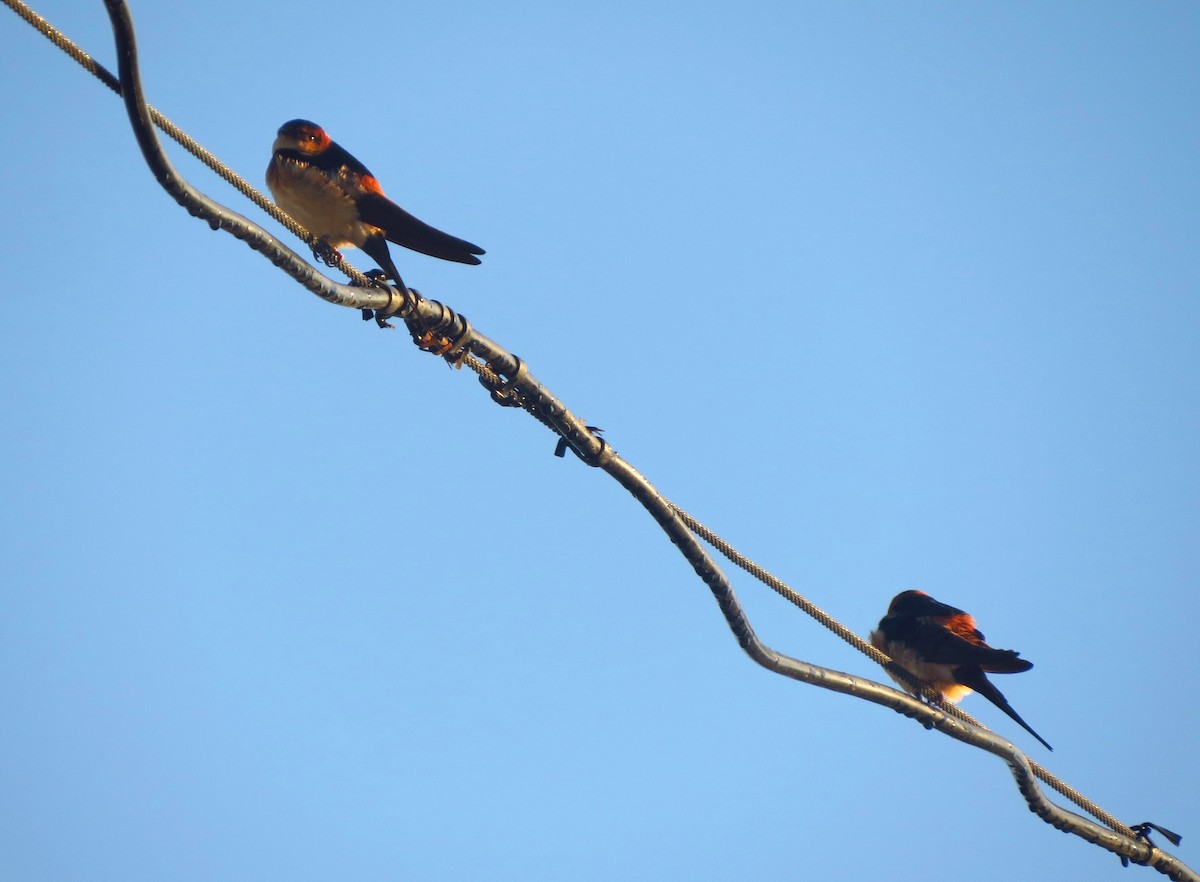 Red-rumped Swallow - ML619133101