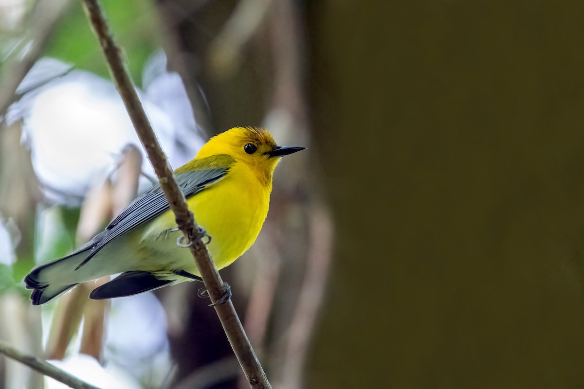 Prothonotary Warbler - ML619133104