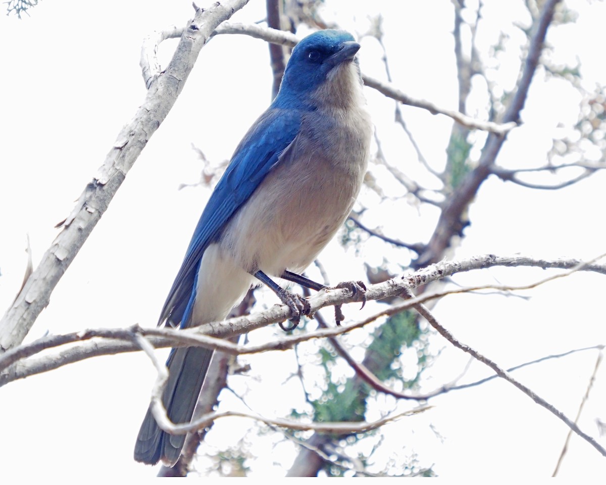 Mexican Jay - ML619133112