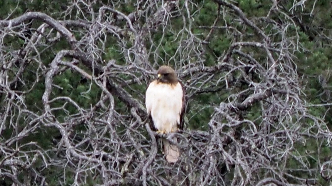 Red-tailed Hawk (fuertesi) - ML619133123