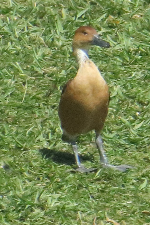 Fulvous Whistling-Duck - ML619133131