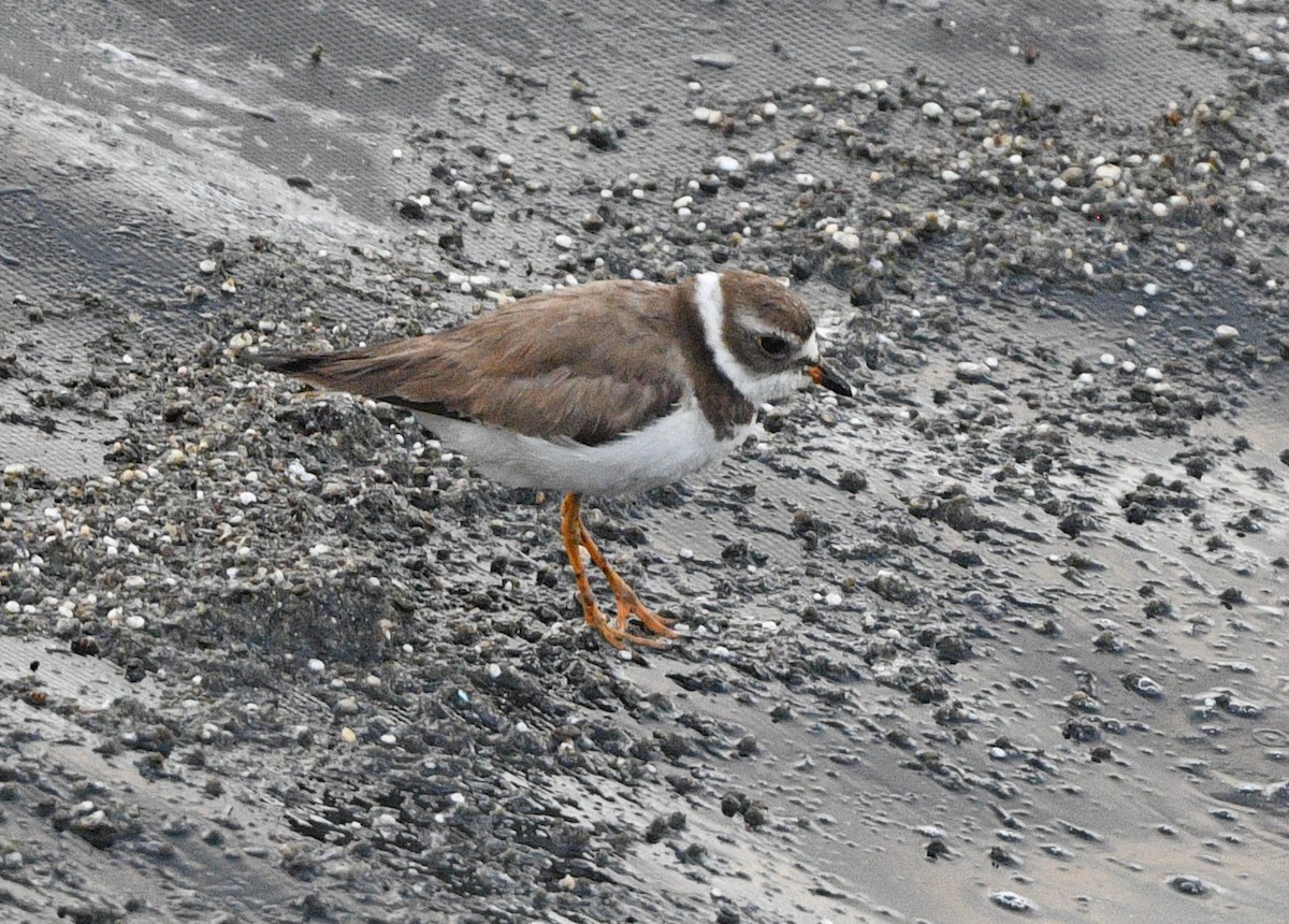 Semipalmated Plover - ML619133139
