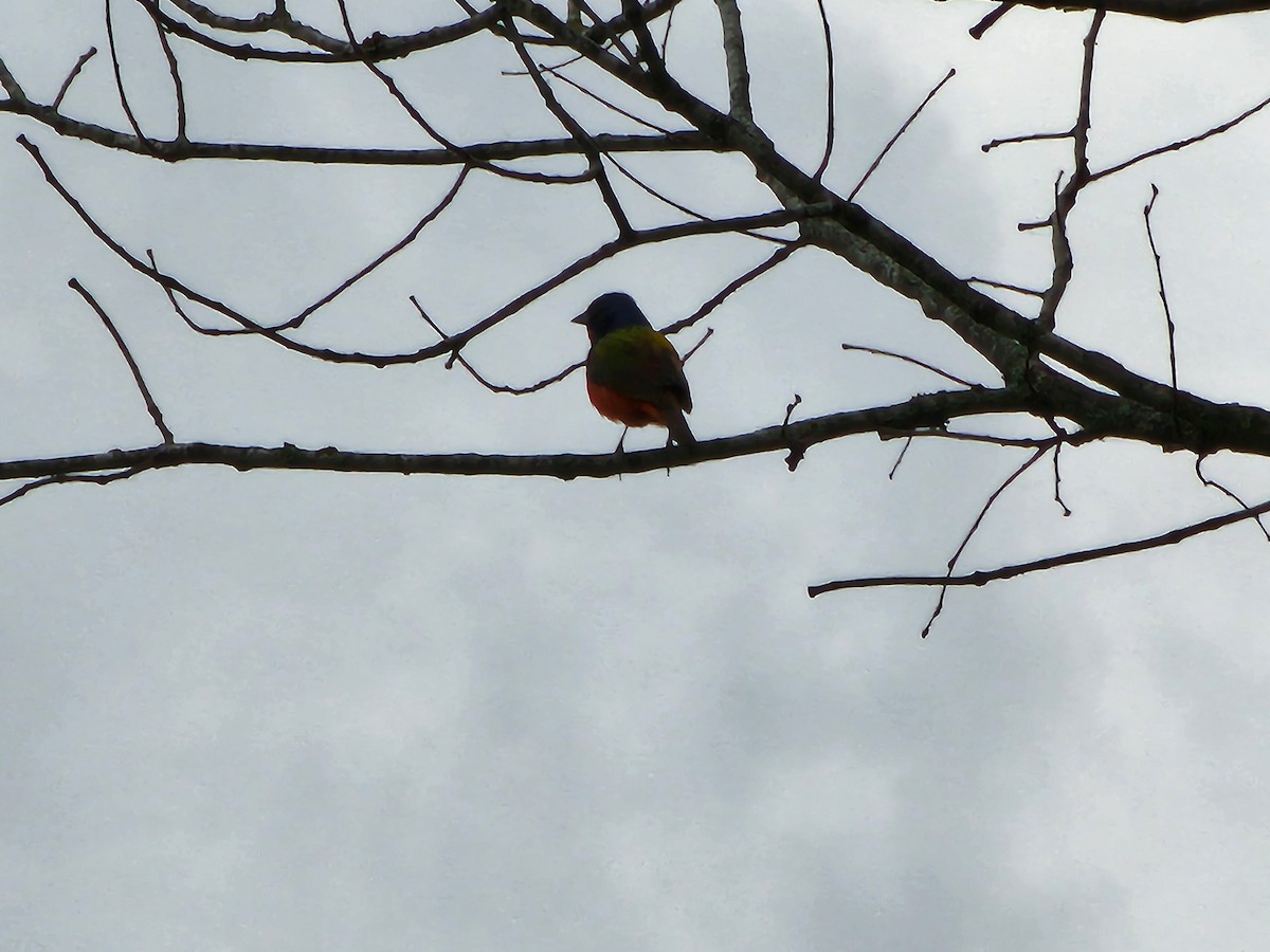 Painted Bunting - ML619133145