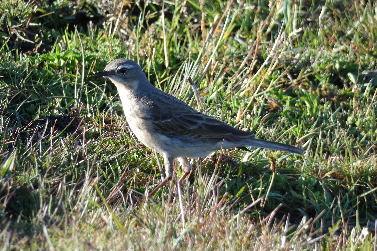 Water Pipit - ML619133148