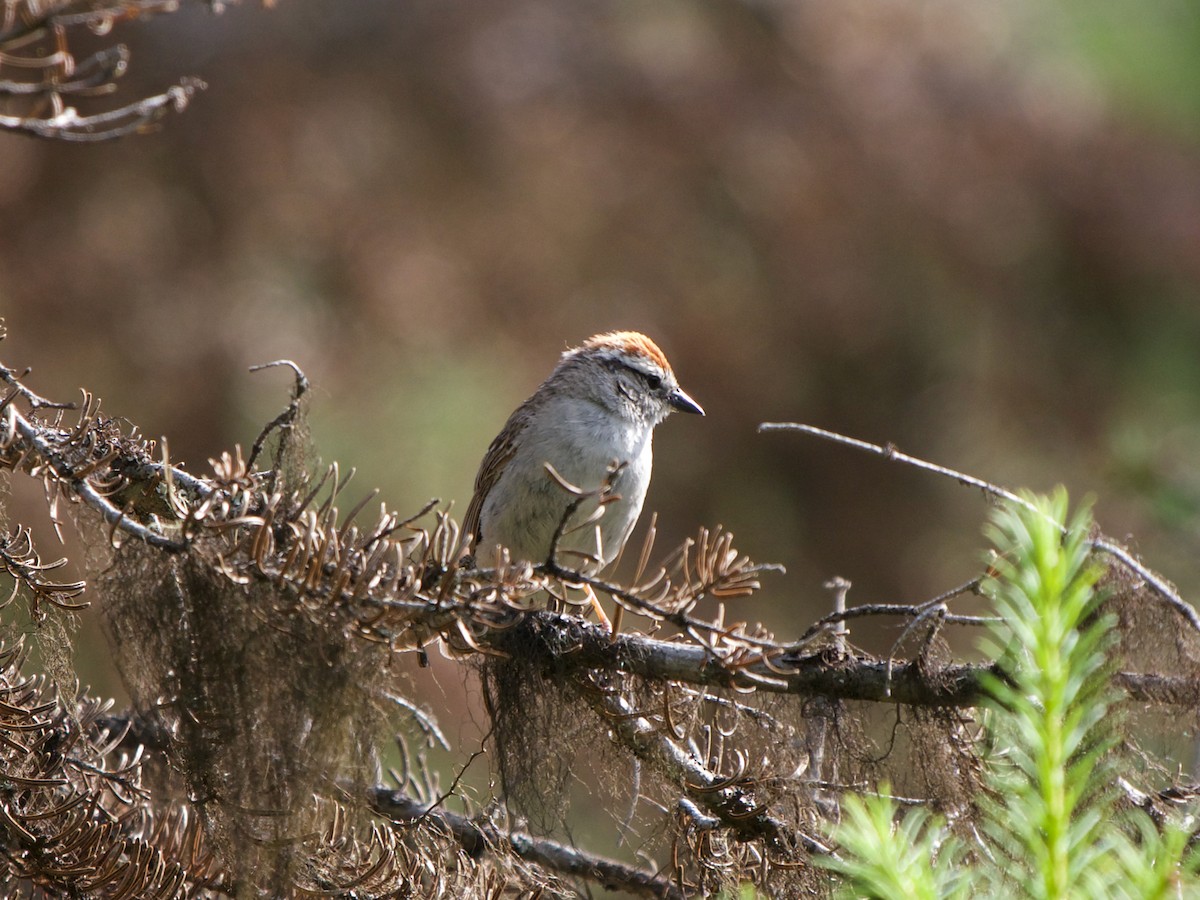 Chipping Sparrow - ML619133150