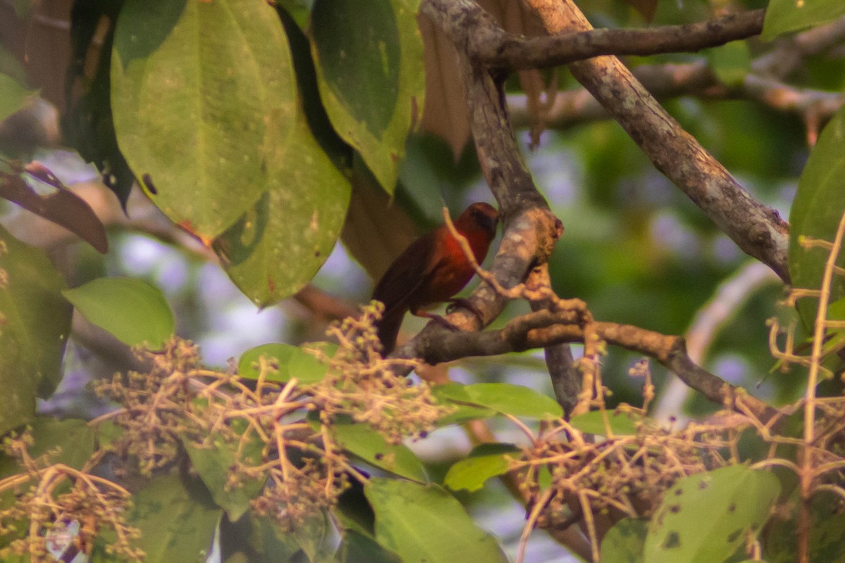 Red-throated Ant-Tanager - ML619133199