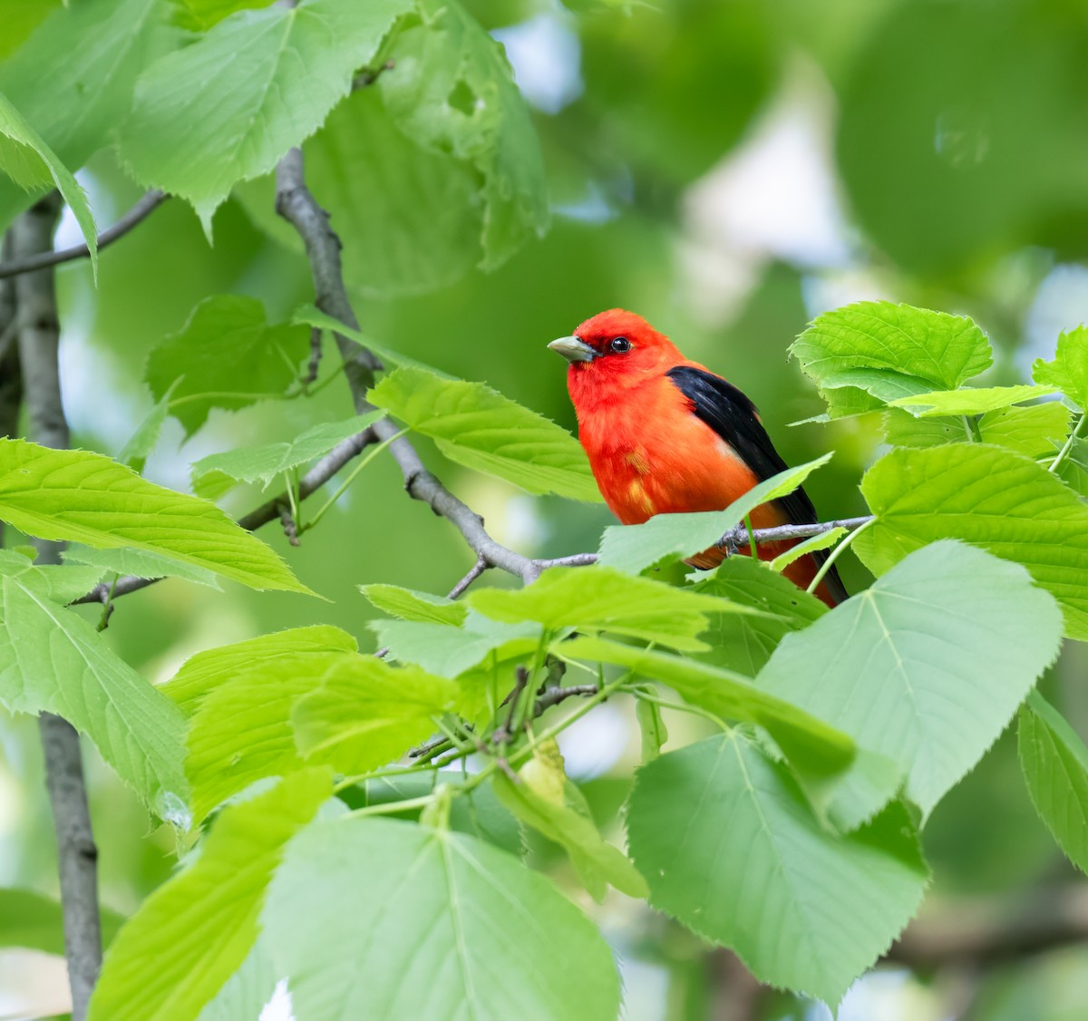 Scarlet Tanager - ML619133217