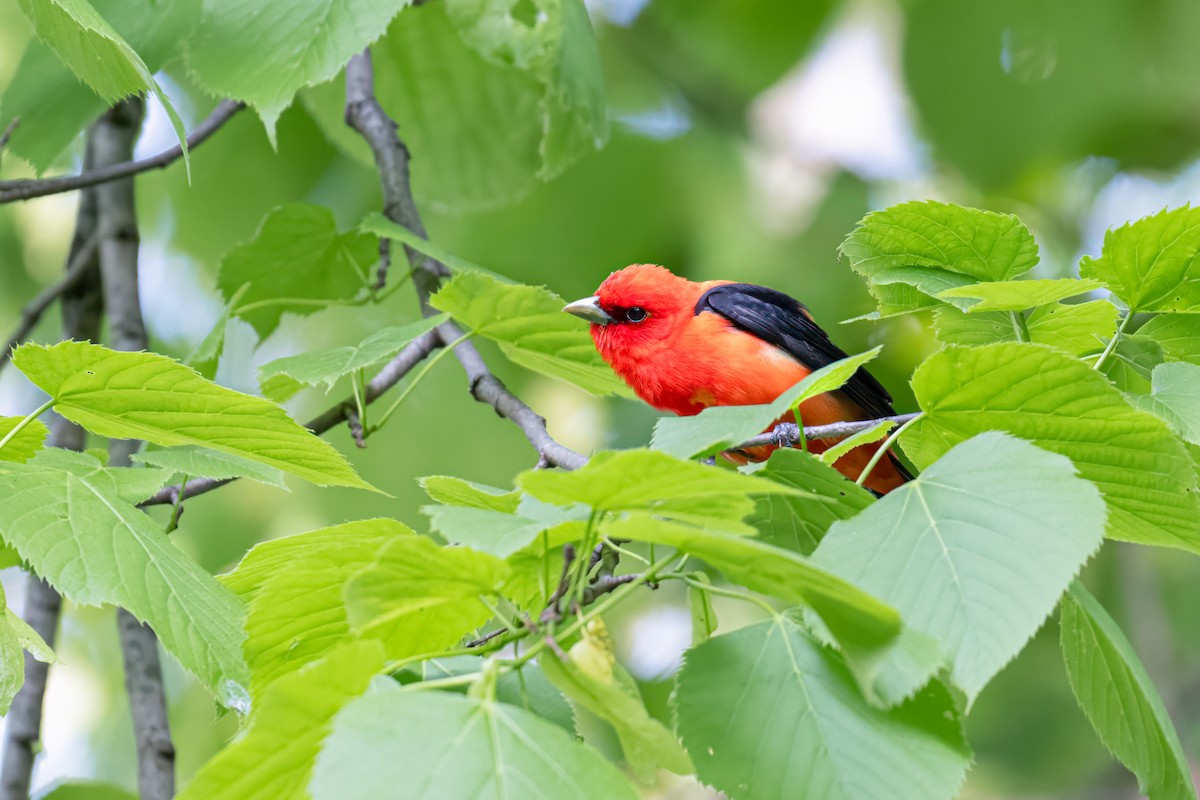 Scarlet Tanager - ML619133218