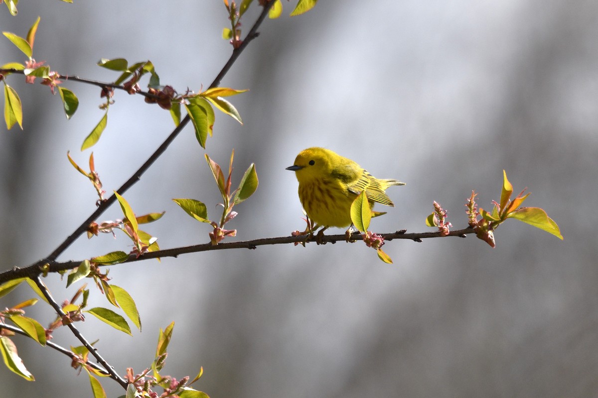 Yellow Warbler (Northern) - ML619133221
