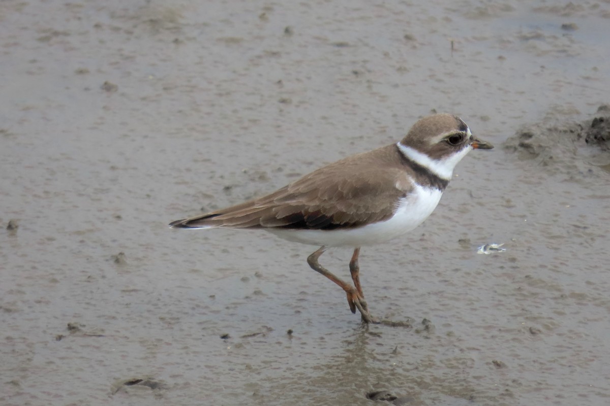 Semipalmated Plover - ML619133326