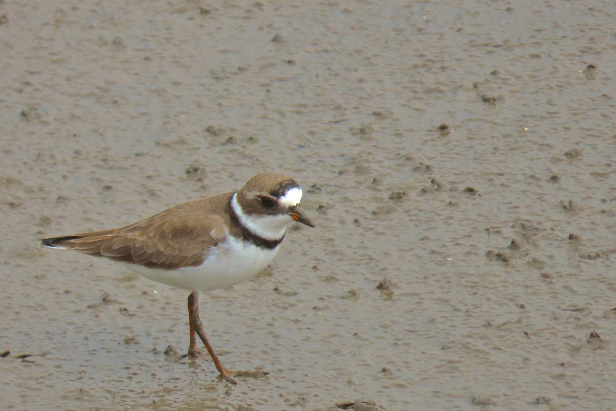 Semipalmated Plover - ML619133328