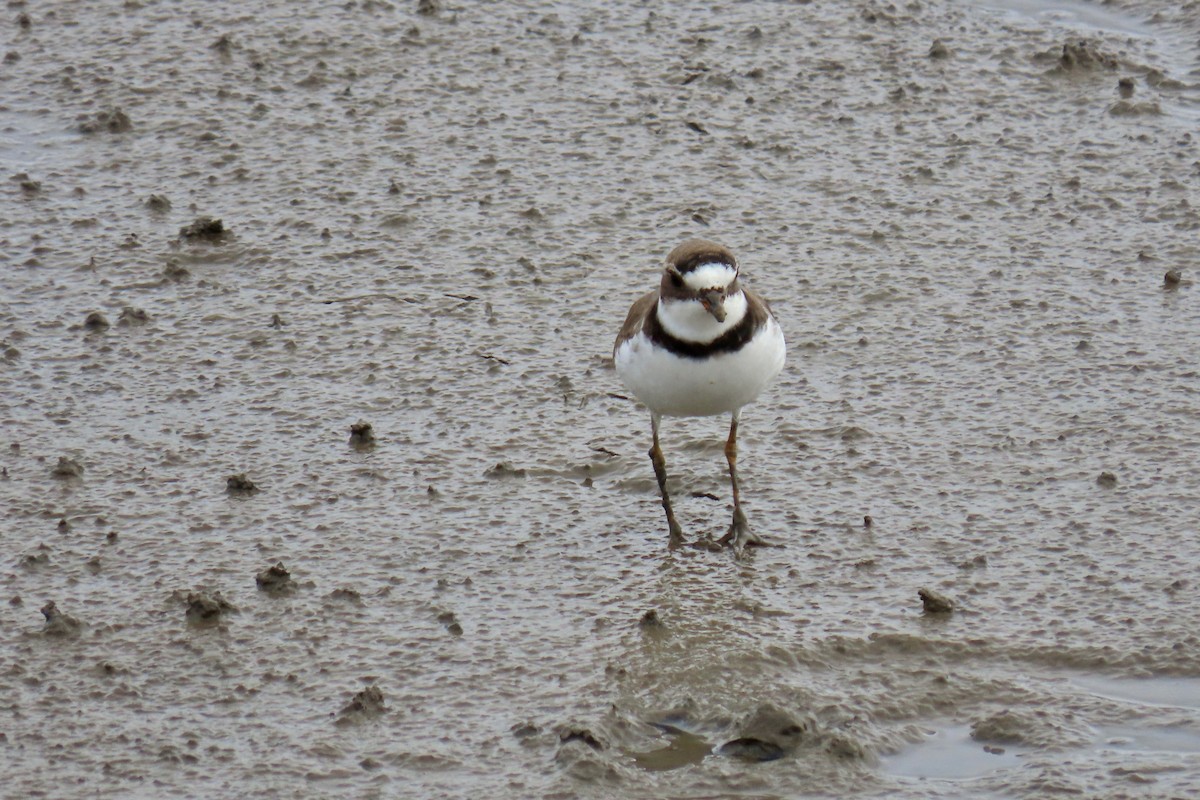 Semipalmated Plover - ML619133329