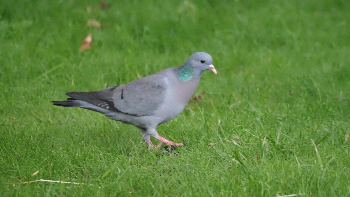 Pigeon colombin - ML619133382