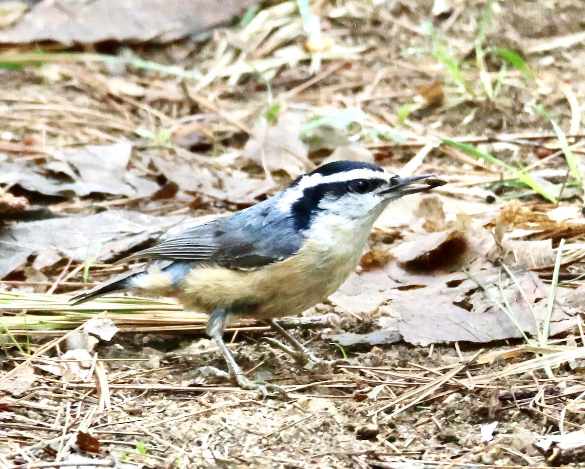 Red-breasted Nuthatch - ML619133535
