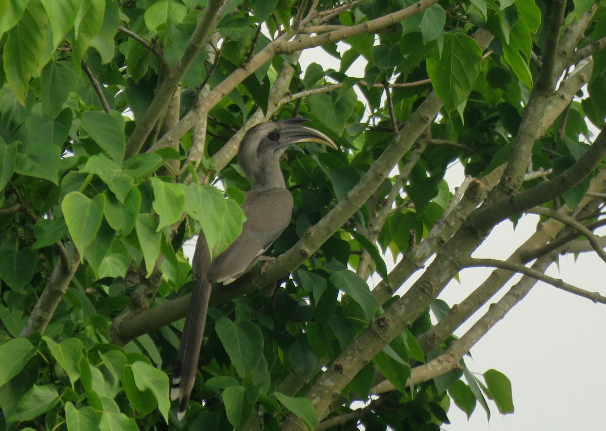 Indian Gray Hornbill - ML619133568
