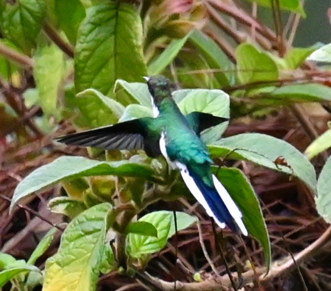 kolibřík purpurovohlavý - ML619133579