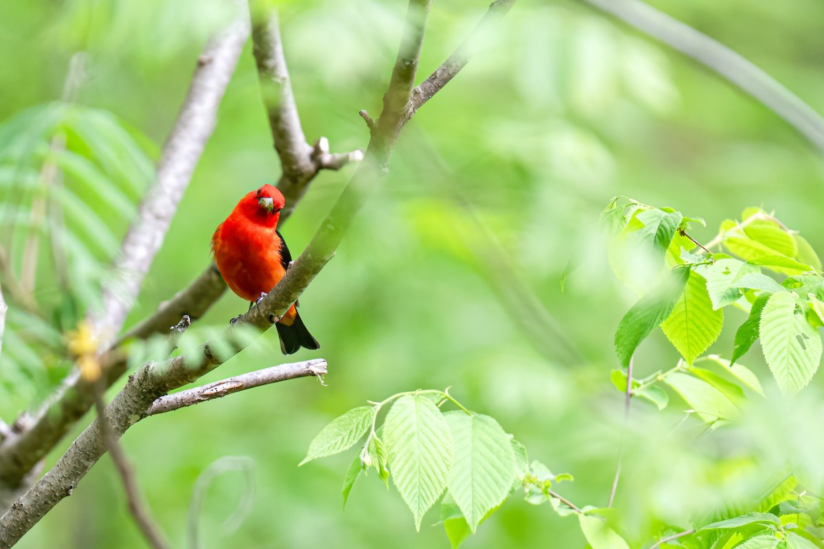 Scarlet Tanager - ML619133589