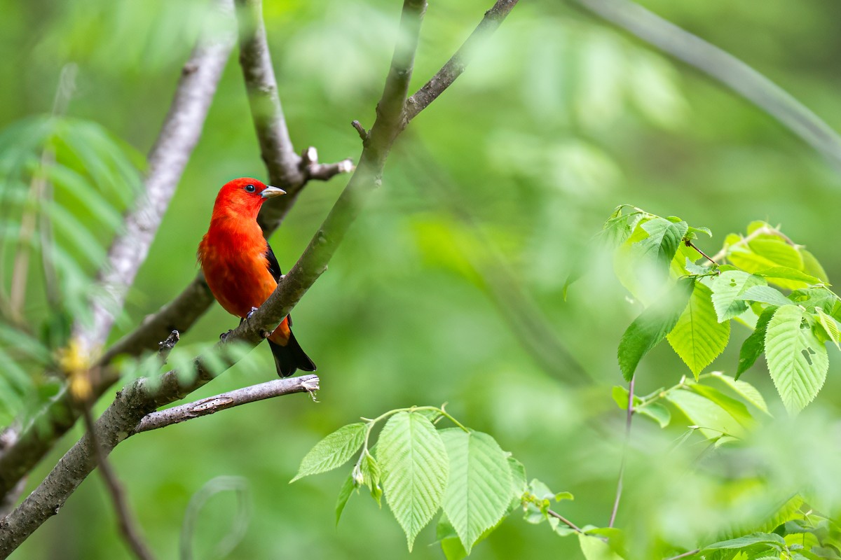 Scarlet Tanager - ML619133590