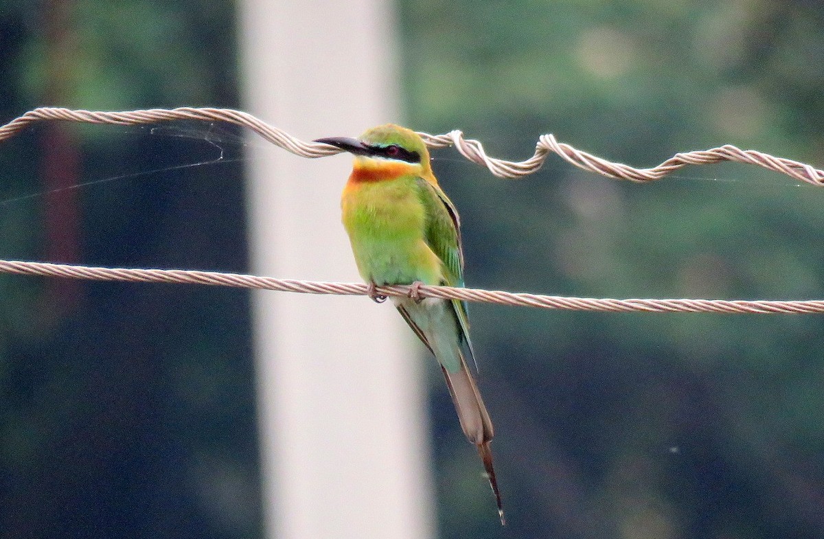Blue-tailed Bee-eater - ML619133593