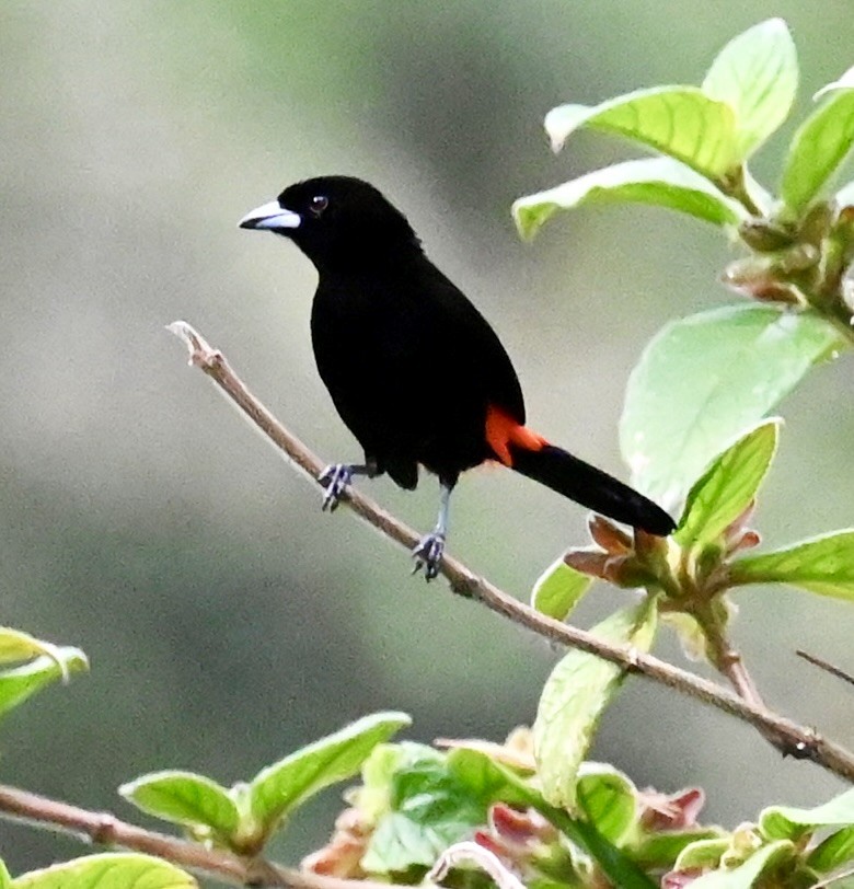 Scarlet-rumped Tanager - ML619133597