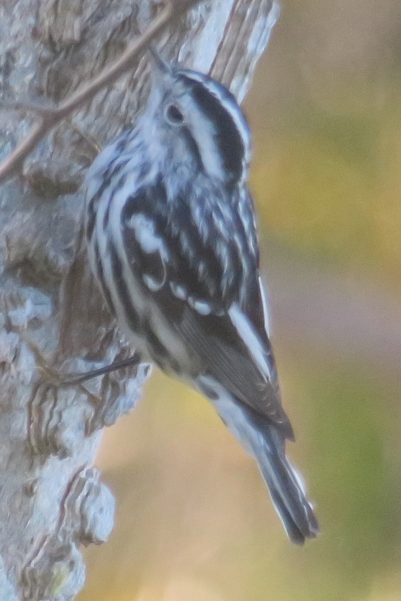 Black-and-white Warbler - ML619133621