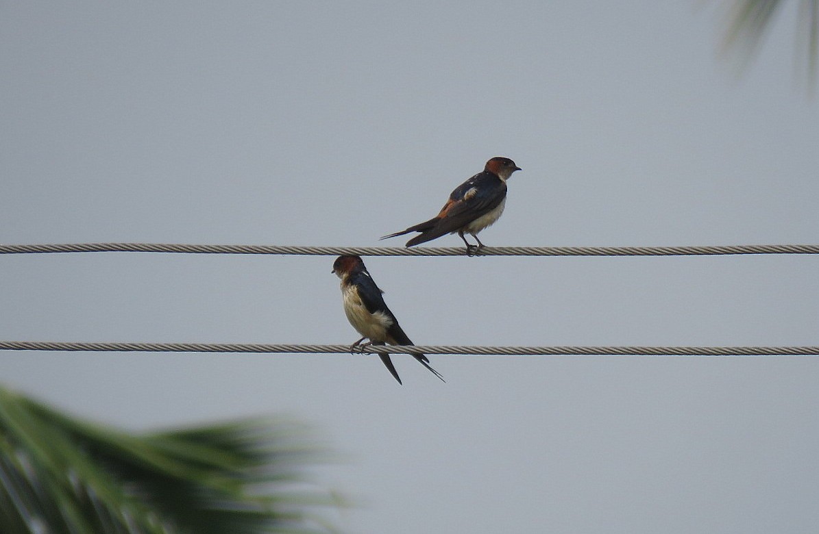 Red-rumped Swallow - ML619133633