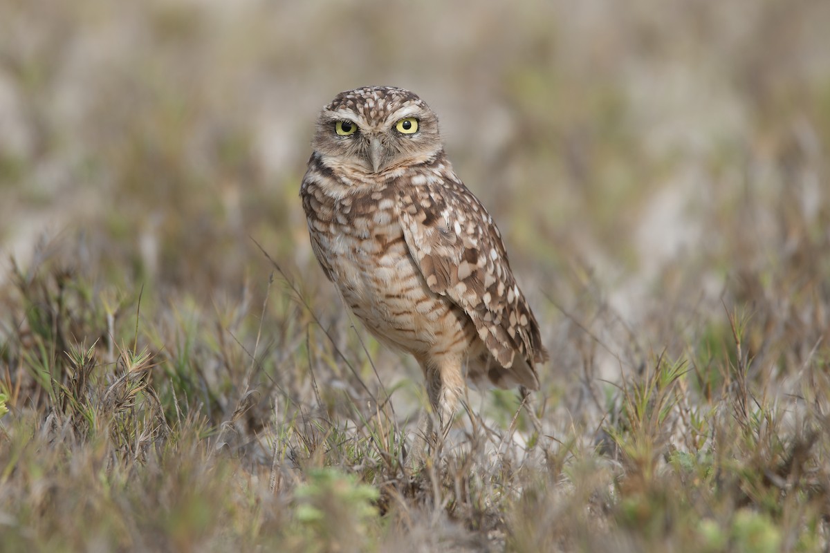 Burrowing Owl - ML619133652