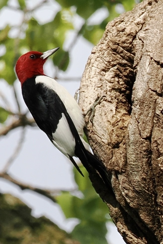 Red-headed Woodpecker - ML619133653