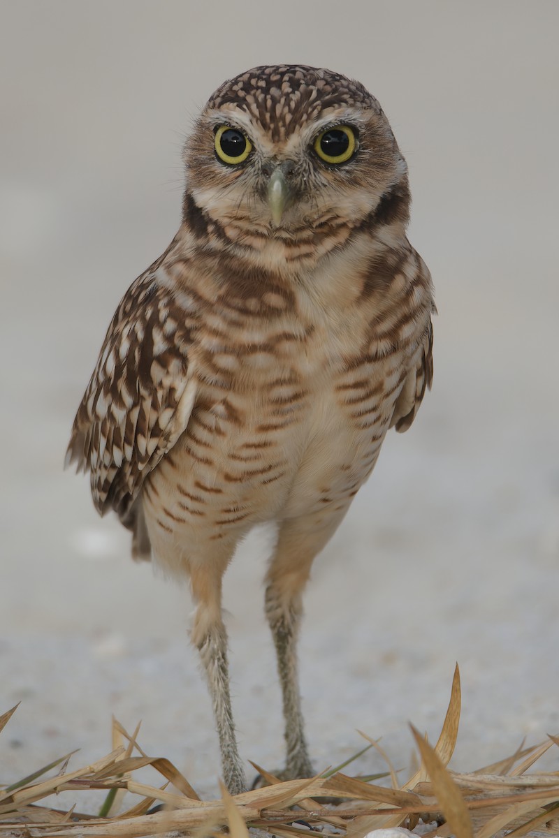 Burrowing Owl - ML619133657