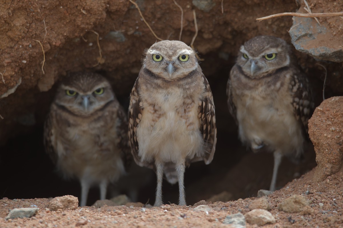 Burrowing Owl - ML619133661