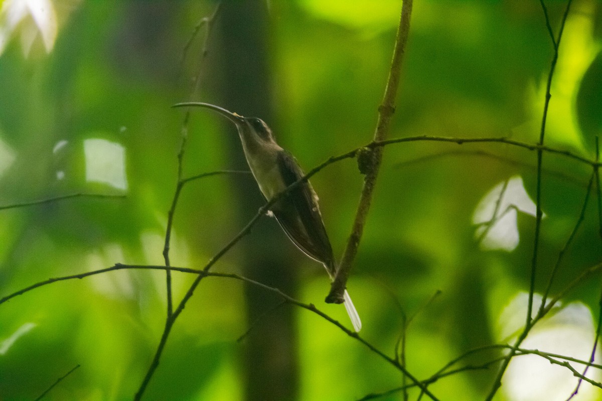 Длинноклювый колибри-отшельник - ML619133670
