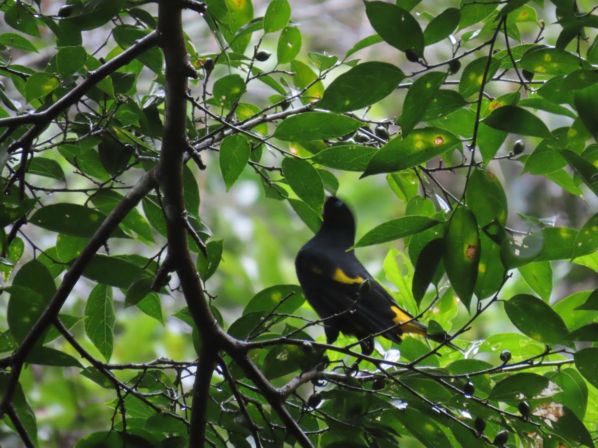 Yellow-rumped Cacique - ML619133720