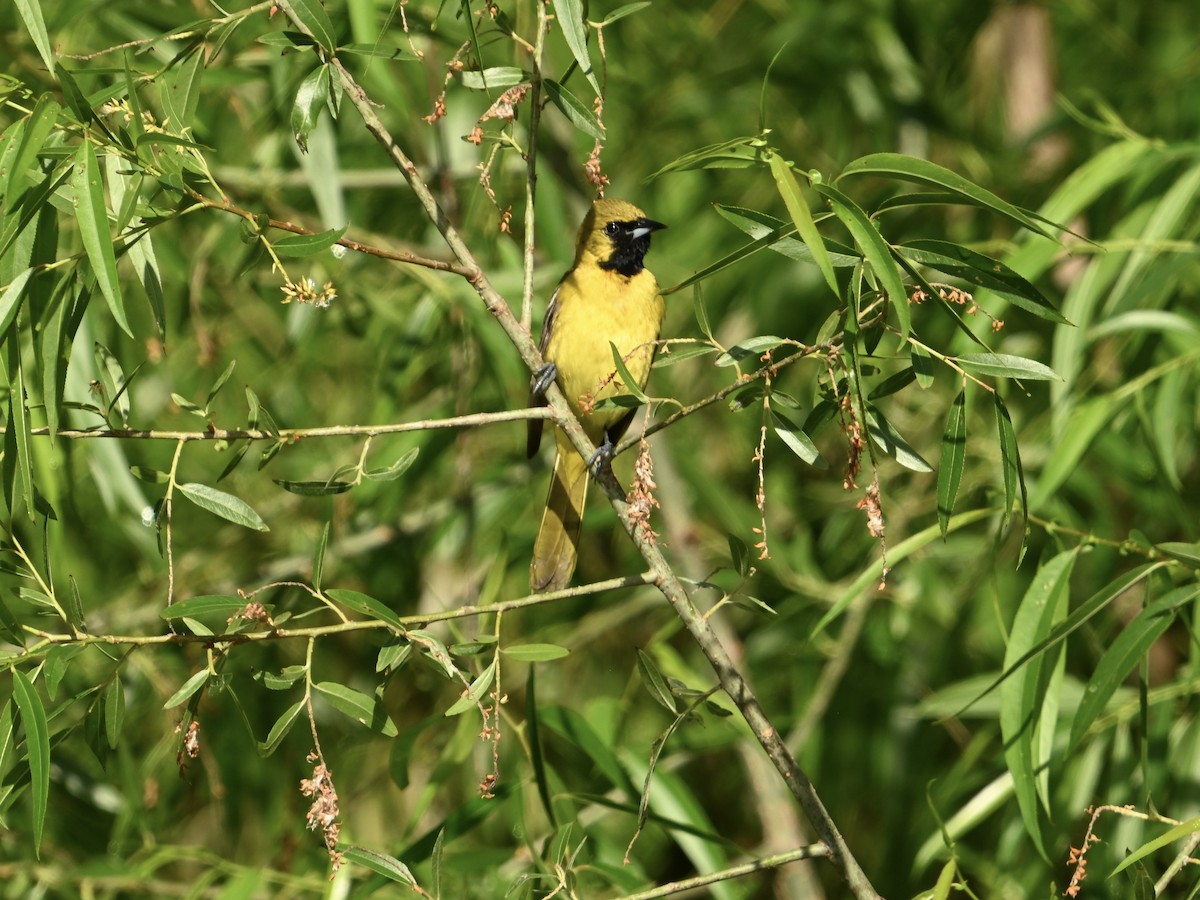 Orchard Oriole - ML619133734