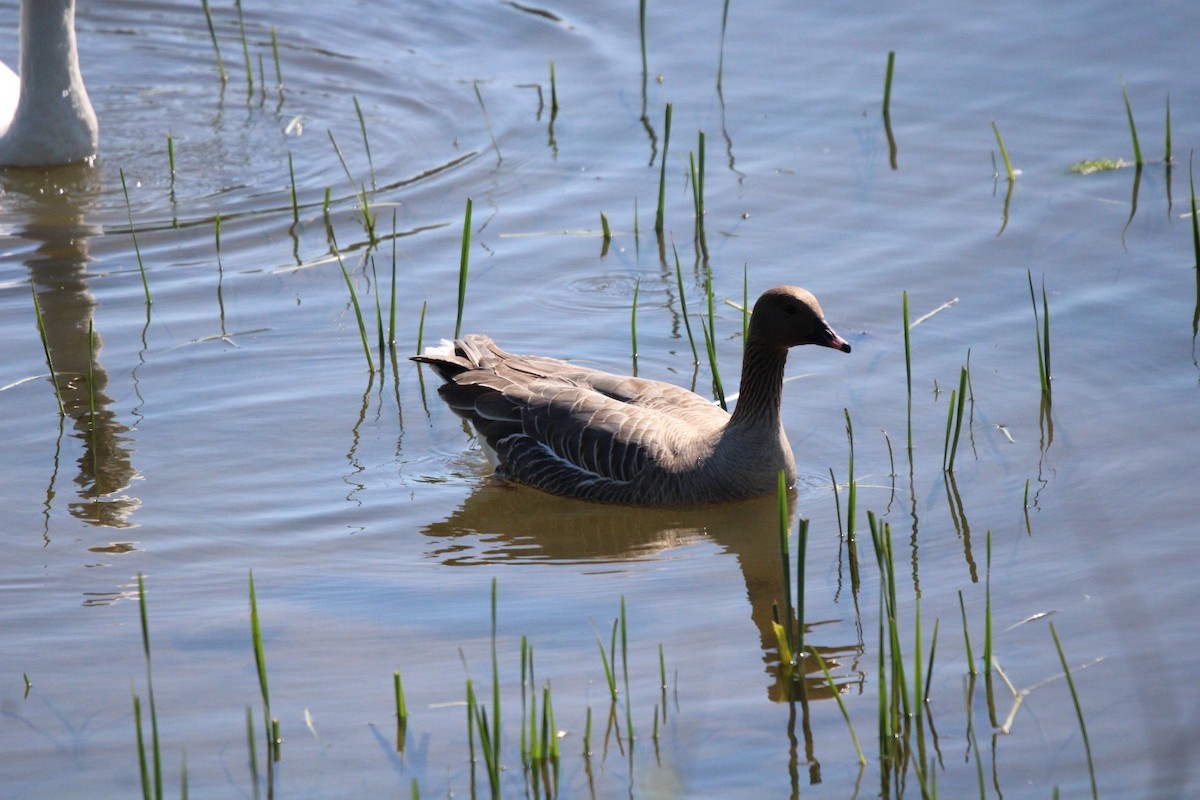 Pink-footed Goose - ML619133763