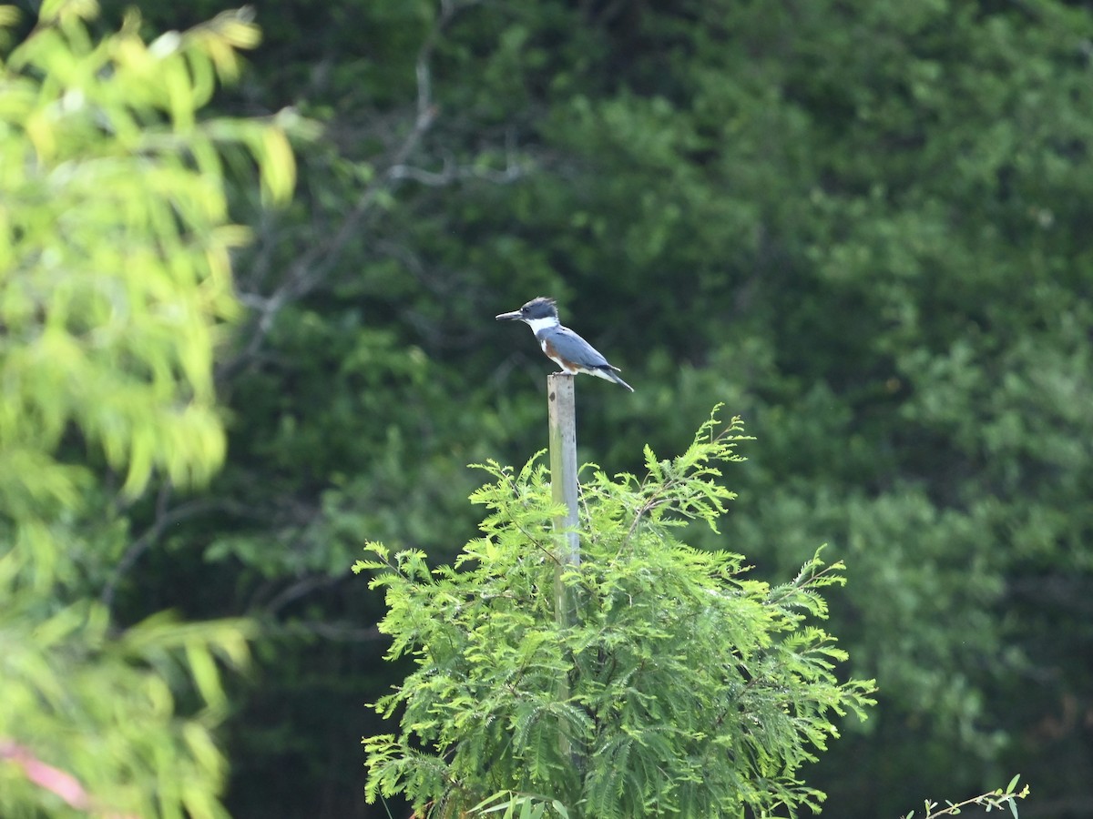 Belted Kingfisher - ML619133807
