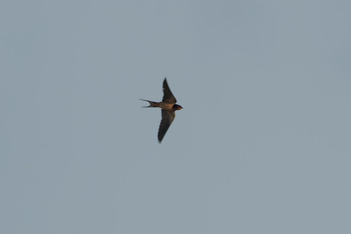 Barn Swallow - ML619133810