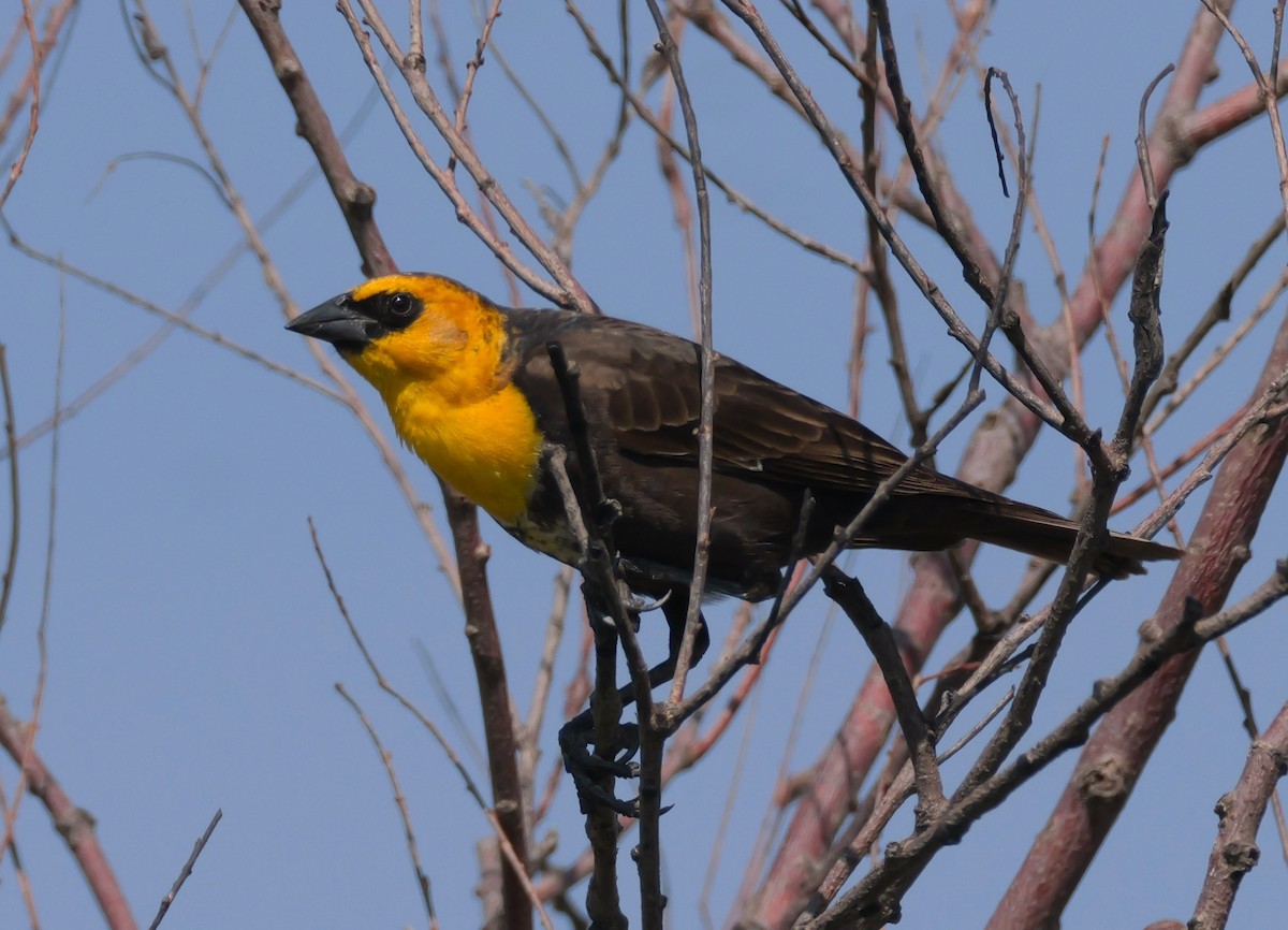 Yellow-headed Blackbird - ML619133828