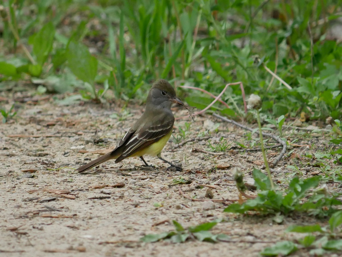 Great Crested Flycatcher - ML619133829