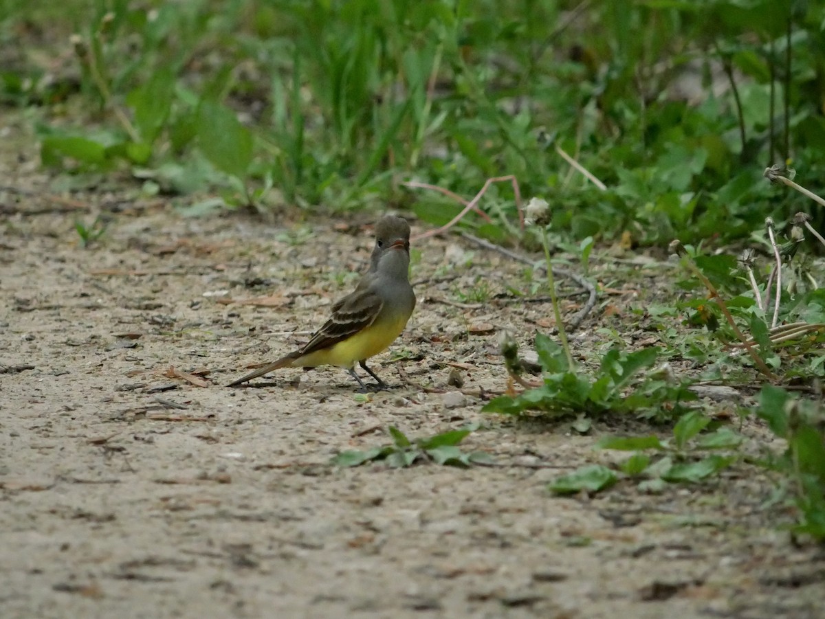 Great Crested Flycatcher - ML619133831