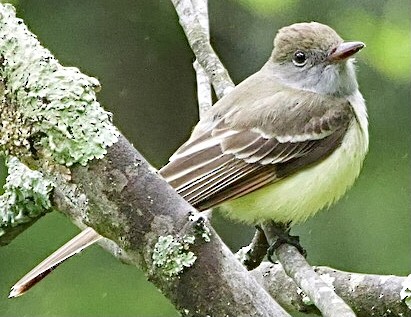 Great Crested Flycatcher - ML619133892