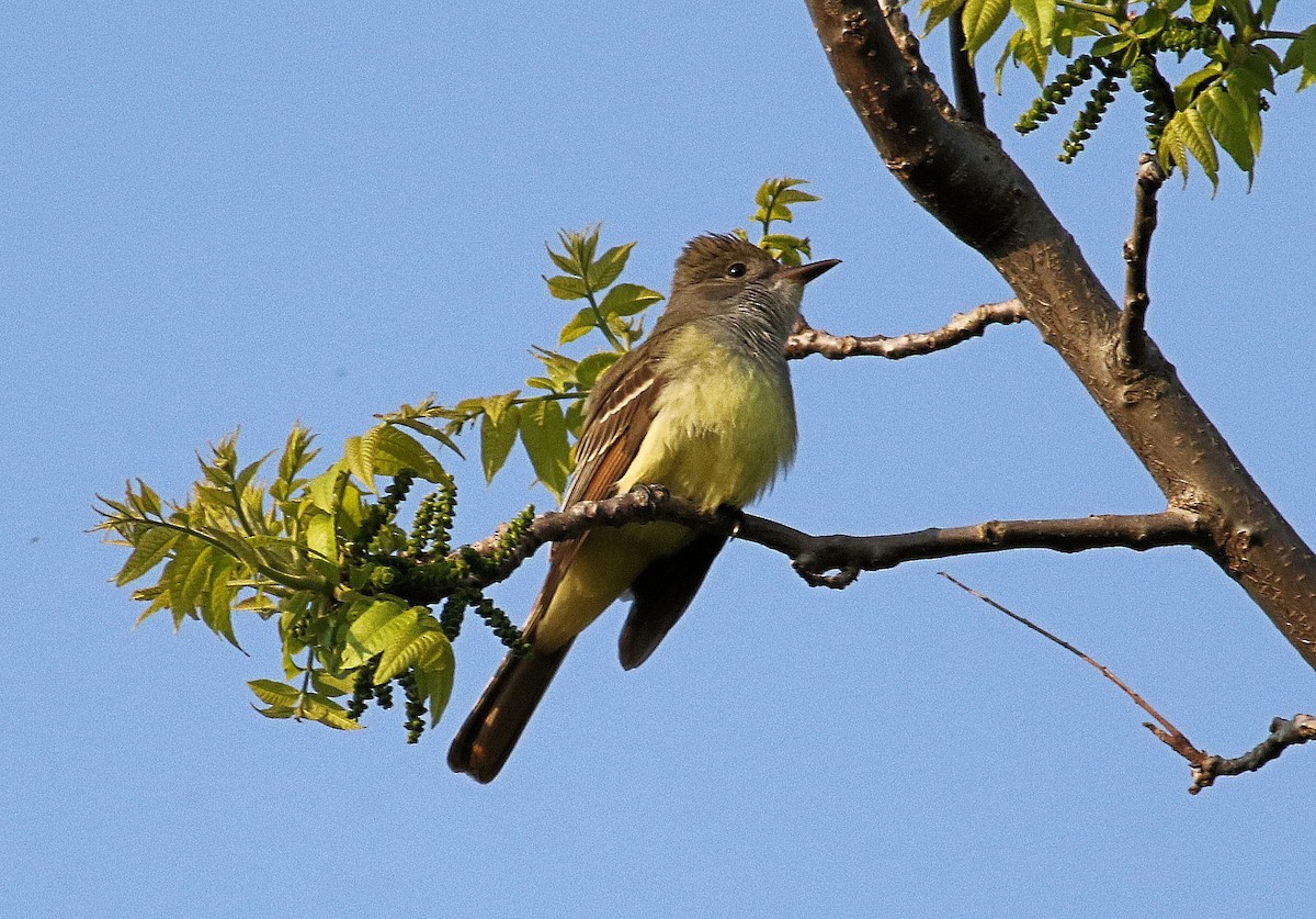 Great Crested Flycatcher - ML619133940