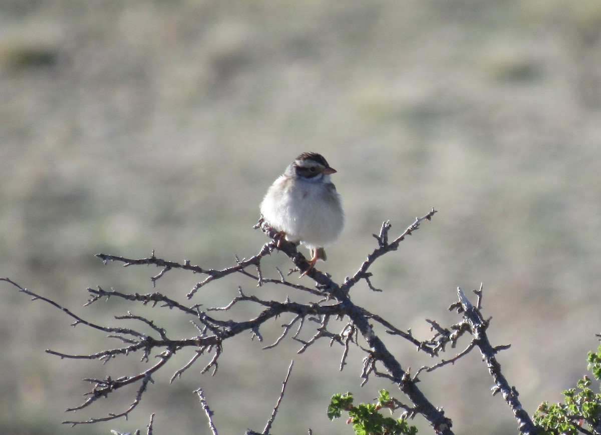 Clay-colored Sparrow - ML619133941